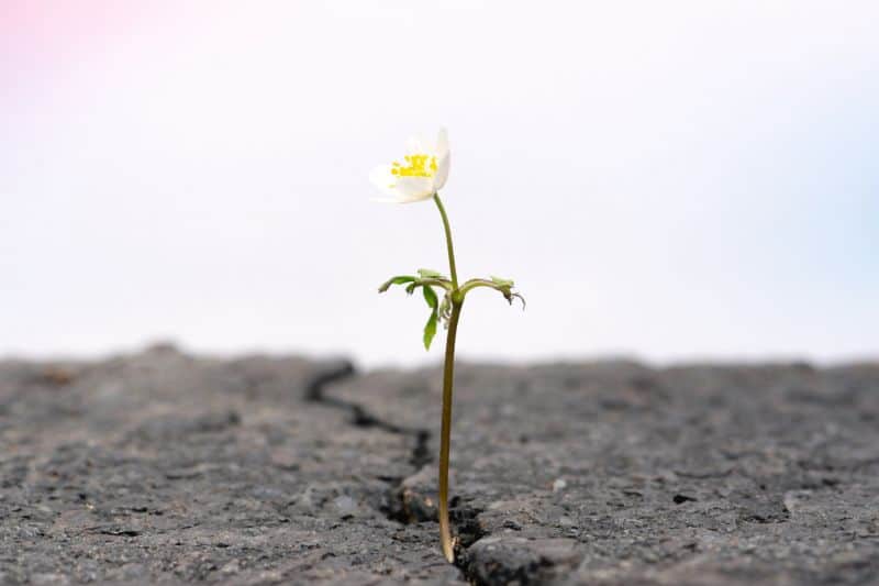 Gr&uuml;ner Spross, der durch eine Betondecke w&auml;chst, Symbol f&uuml;r neues Wachstum und positiven Wandel.